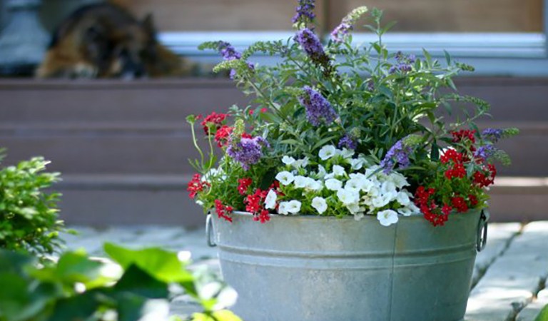 5 Plants to Add Instant Curb Appeal When Selling Your Home