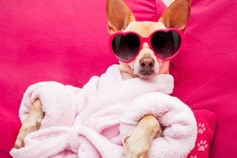 Dolce & Gabbana introduces a line of perfume for dogs