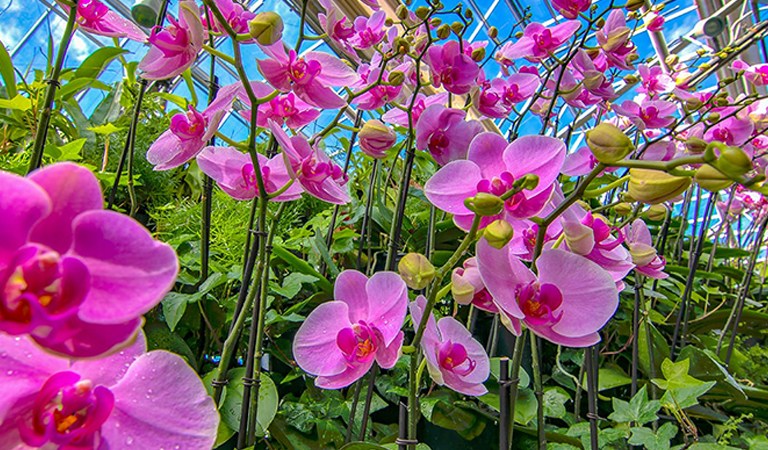 Things To Do In Atlanta: Visit The Atlanta Botanical Gardens