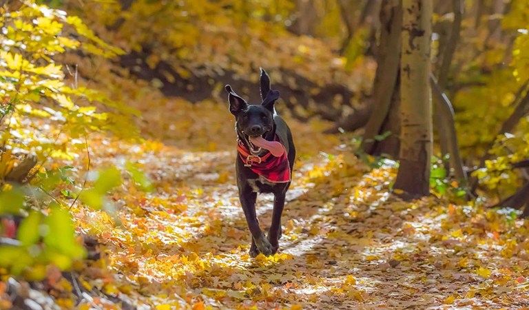 Fun Things to Do With Your Furry Favorite This Fall