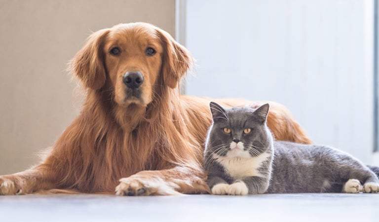 Having A Pet Is Good for Your Mental Health