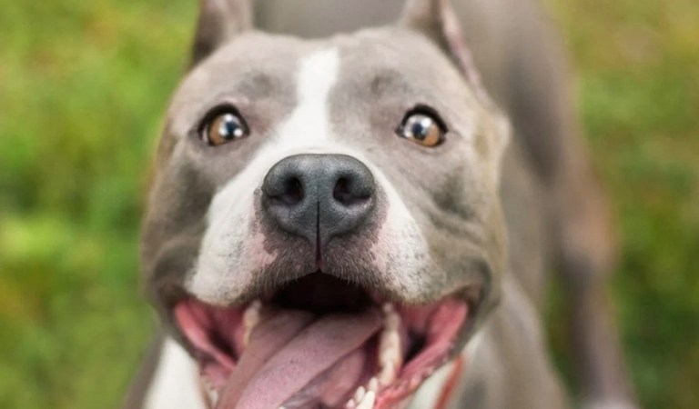 Furry Fam: 30 Fun Facts about our Canine Companions