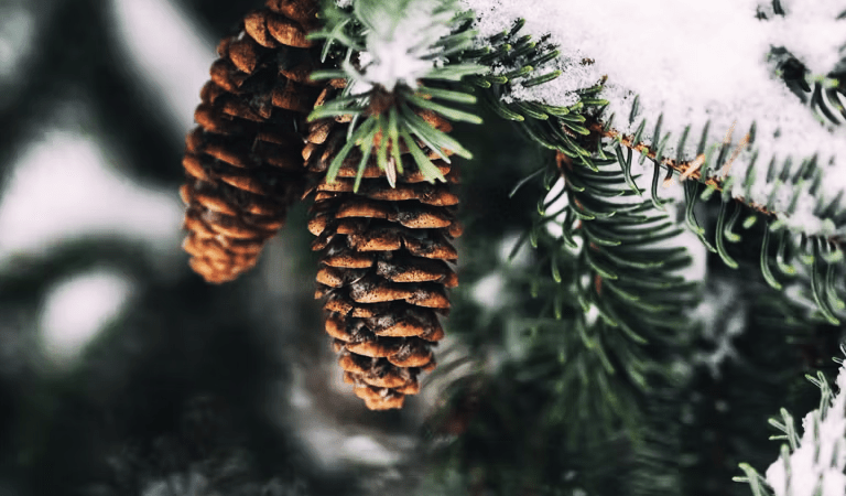 Must-Do Outdoor Maintenance for Homeowners Before Winter