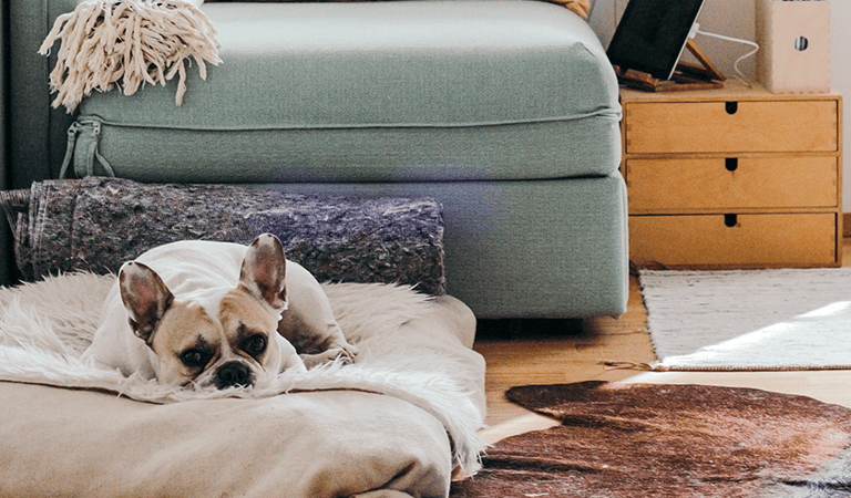 6 Festive Ways to Spend Thanksgiving Weekend With Your Dog