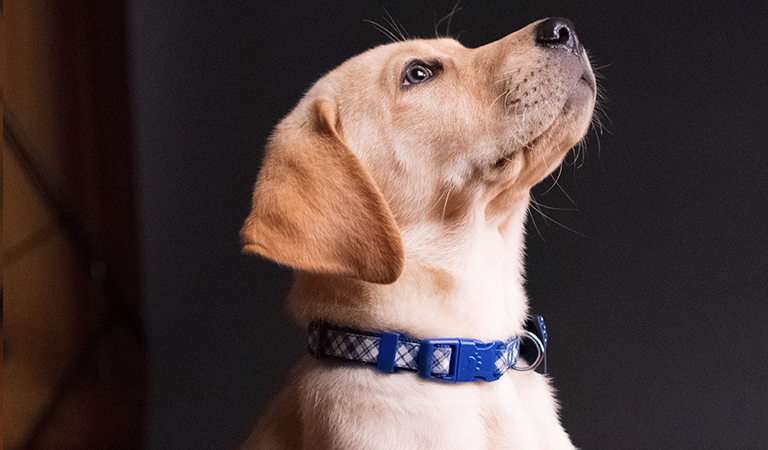 Furry Fam: Top 10 Dog Breeds for Families: Find Your Perfect Pet