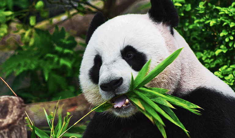 Inauguration, pandas and exciting arts and culture on tap this winter