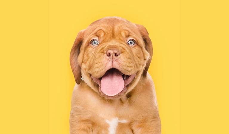 Training Your Puppy: A Step-by-Step Guide for New Owners