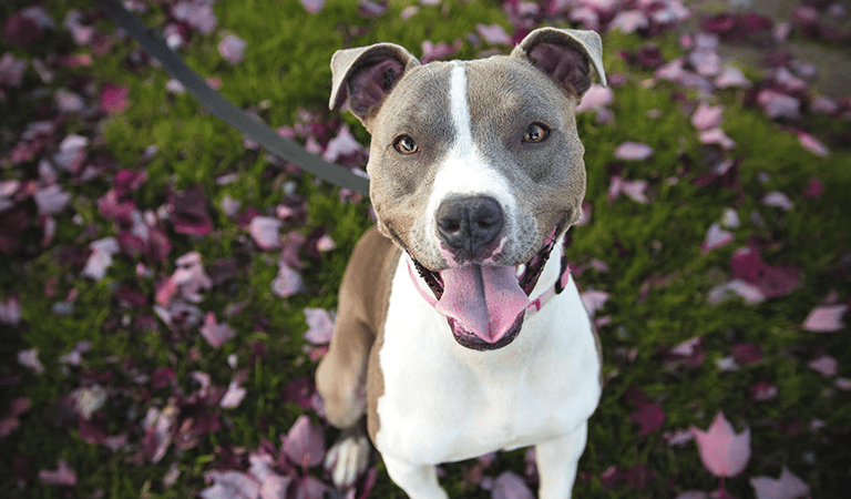 The Joys and Rewards of Bringing a Rescue Dog Home