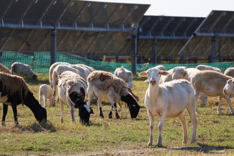 As solar expands in the Delta, can agrivoltaic projects grow with the boom?