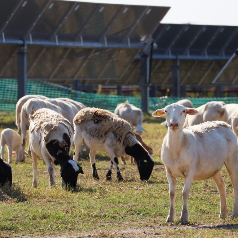 As solar expands in the Delta, can agrivoltaic projects grow with the boom?