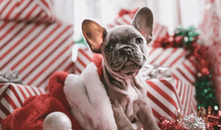 16 Great Holiday Gifts for Dog Owners and Dog Lovers