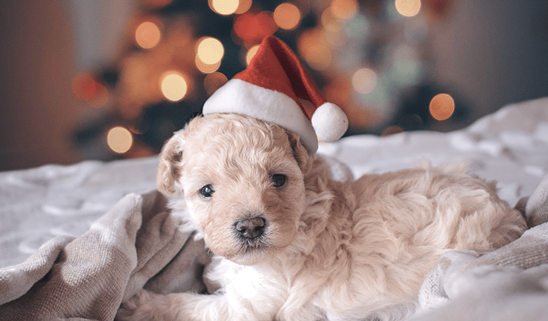 Puppy Command Training: Simple Steps for Good Behavior