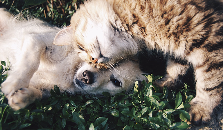 2025 Dog Vaccination Guide: What Every Pet Owner Needs to Know