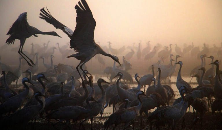 Rising Concerns Over Bird Flu: Are We Ready?