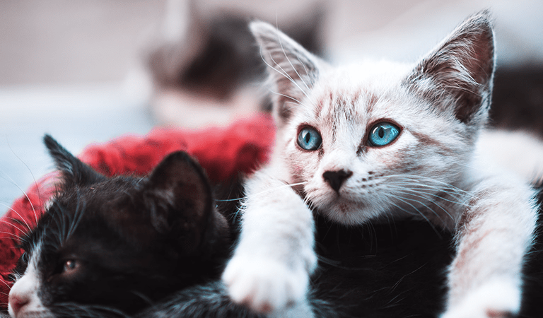 Furry Fam: Why Do Cats Purr?