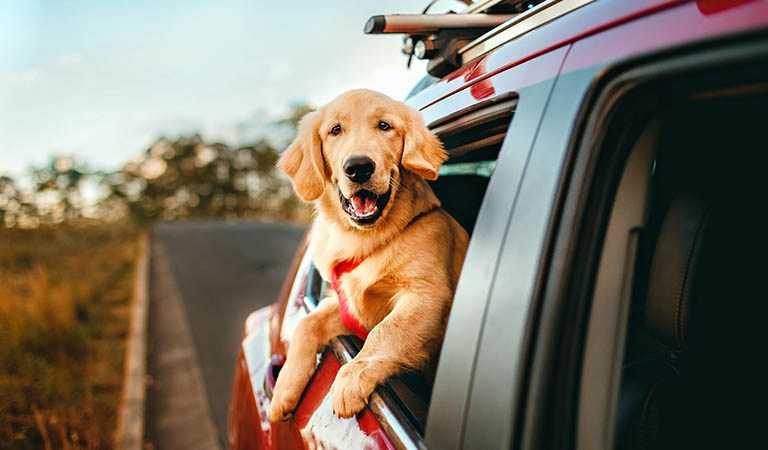Furry Fam: Top Tips for Stress-Free Travel with Your Furry Friend