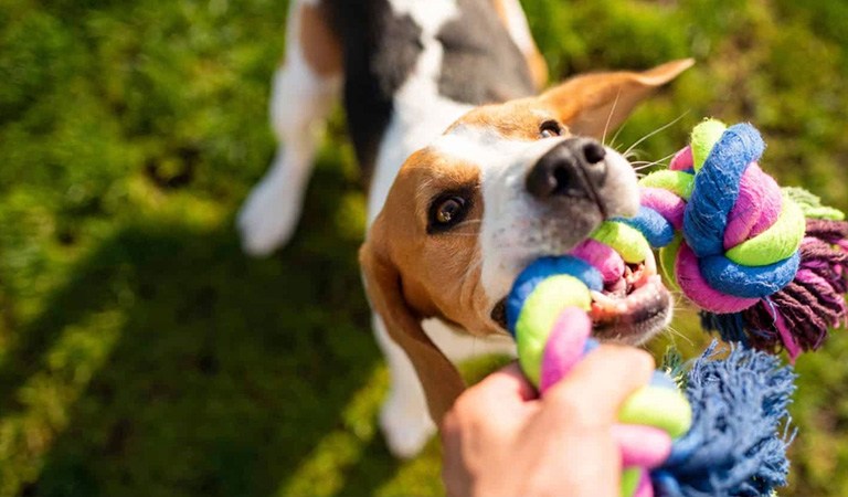 Furry Fam: Get Active with Your Pet: 12 Exciting Activities You Can’t Miss