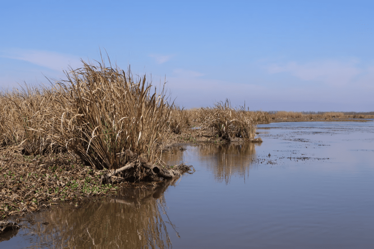Louisiana’s wetlands store massive amounts of carbon. But when destroyed, they release it. 