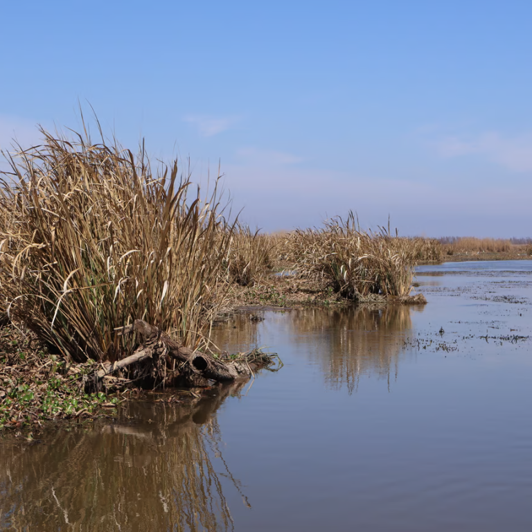 Louisiana’s wetlands store massive amounts of carbon. But when destroyed, they release it. 