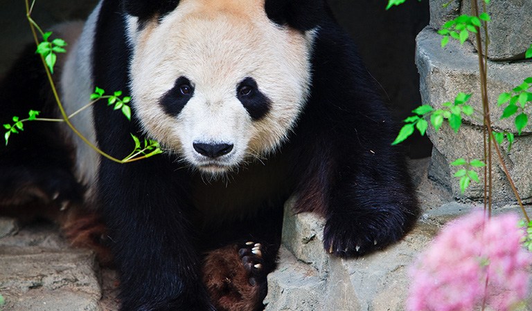 Things To Do In DC: Discover the Charm of DC’s Giant Panda Bears at Smithsonian Zoo