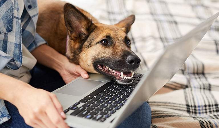 Furry Fam: Why Enrolling Your Pet in Telemedicine Services is a Game-Changer