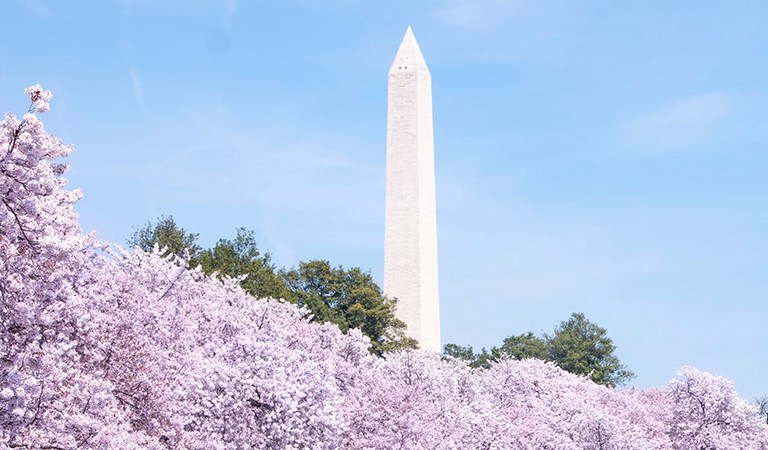 Experience the Magic of the 2025 Cherry Blossom Festival Opening Ceremony