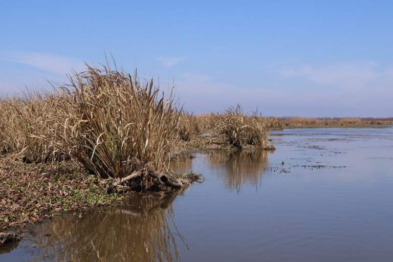 Louisiana’s wetlands store massive amounts of carbon. They also contribute to emissions when lost.