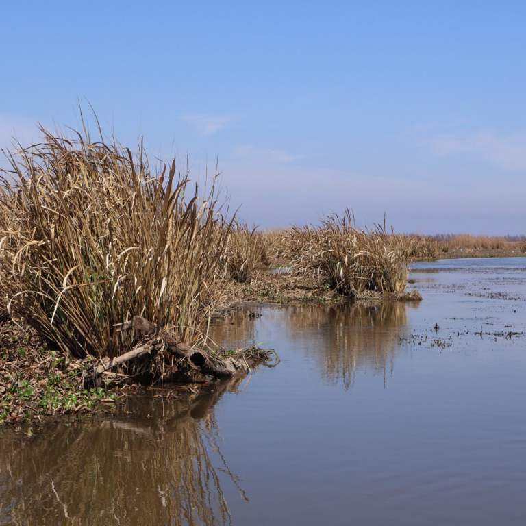 Louisiana’s wetlands store massive amounts of carbon. They also contribute to emissions when lost.