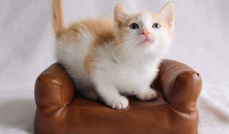 2025 Pet Furniture Trends: Style Meets Comfort for Your Furry Friends