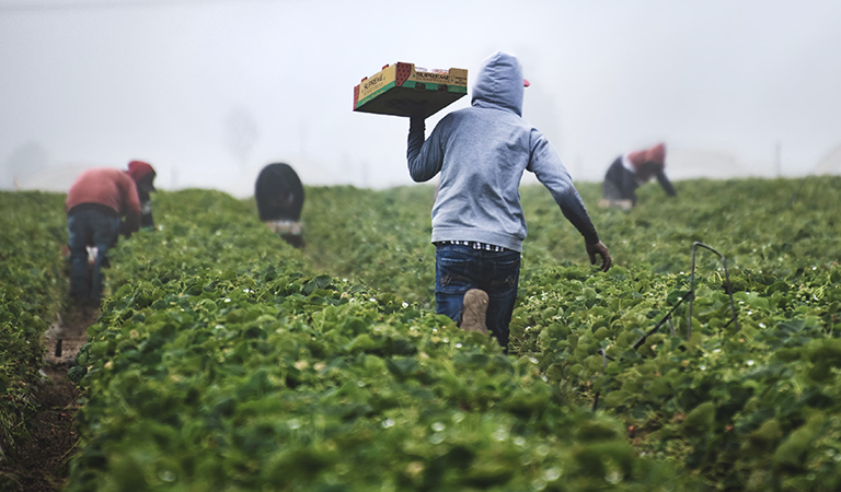 Trump Administration Launches $16 Billion Disaster Assistance Program for Farmers