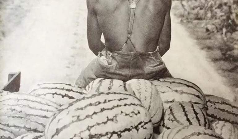 Has the Historical Oppression of the Black (watermelon) Farmer in the United States Weakened America’s True Farming Capabilities? (Part II)