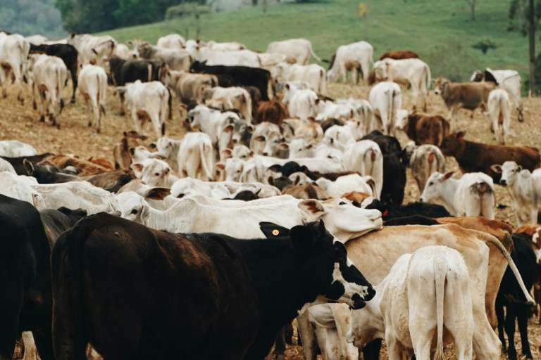 USDA Expands Efforts to Strengthen Rural Food Animal Veterinary Workforce and Protect America’s Food Supply