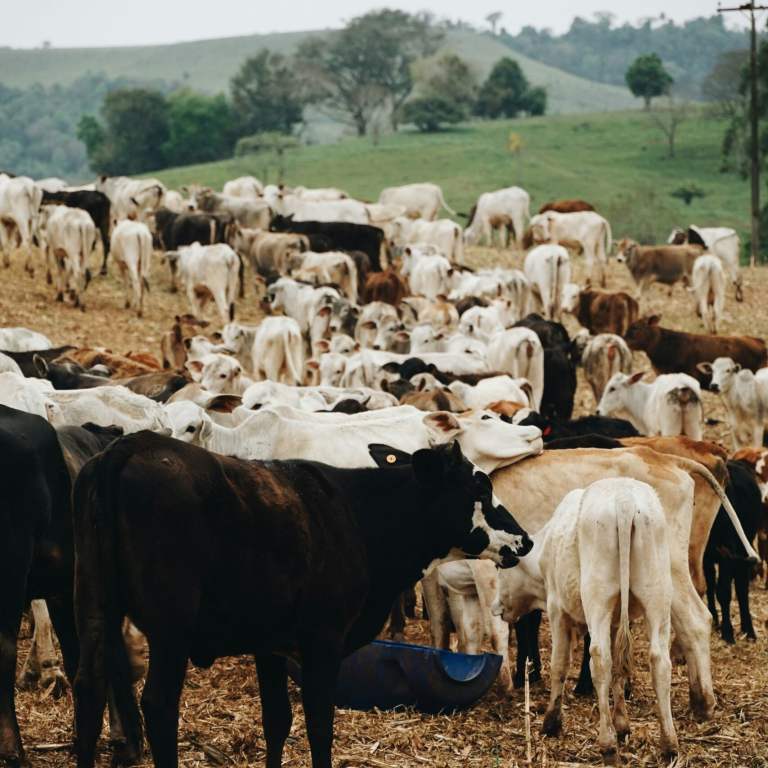 USDA Expands Efforts to Strengthen Rural Food Animal Veterinary Workforce and Protect America’s Food Supply