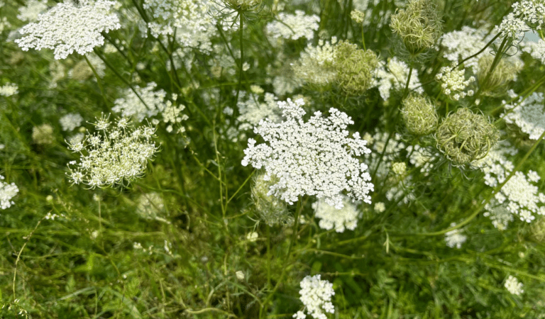 ‘Highly toxic’ hemlock widespread in Midwest, and spreading 