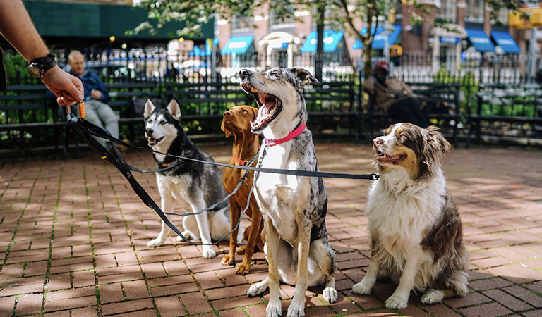 Paws and Paychecks: How to Start Your Dog Sitting Journey
