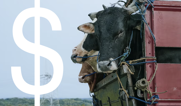 Inside the U.S. Beef Industry’s Struggle with Price Wars
