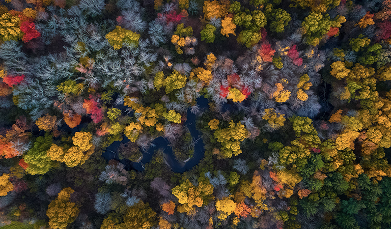 Travelution: Best Fall Foliage Destinations