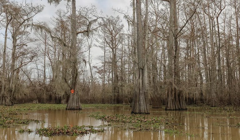  Under new EPA rule, protections would dry up for wetlands across the Mississippi River basin