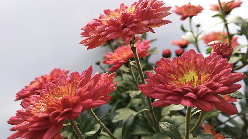 Fall Flowers