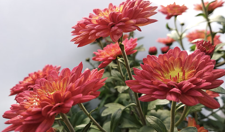 Top Seasonal Flowers Bouquets to Send to Someone You Love This Fall