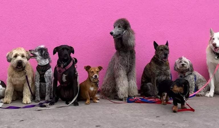 Dog Shows, Protests and Cultural Festivals: Minneapolis and St. Paul’s Week In Review