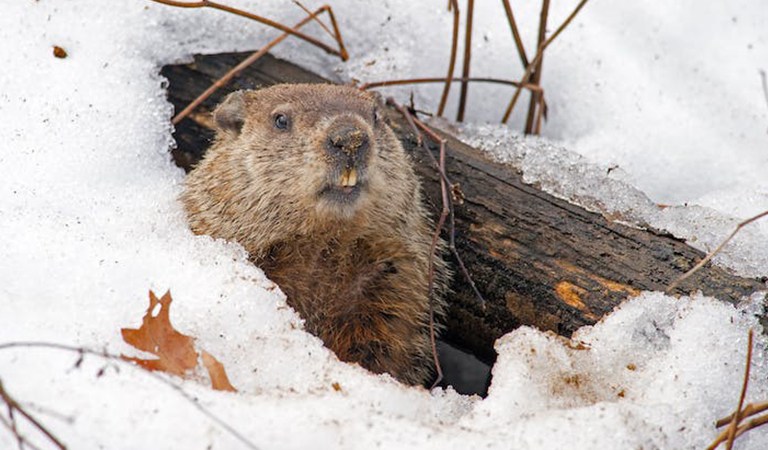 Pistons Win, Groundhog Predicts Winter & Red Wings in Olympics: Detroit’s Week In Review
