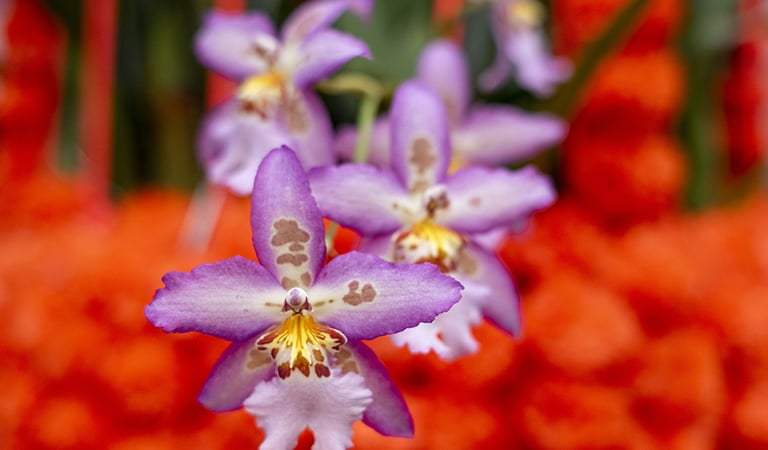 Chicago Bulls Trades, Super Bowl Buzz, and Orchid Show Highlights: Chicagoland’s Week In Review