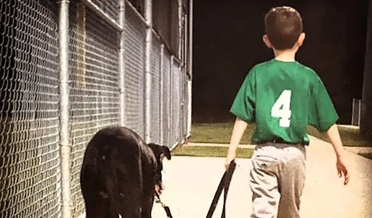 Off Leash K9 Training Atlanta | Expert Programs for Aggressive & Reactive Dogs