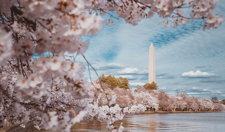 Cherry Blossoms, March Madness, and Traffic Chaos in D.C.: D.C.’s Week In Review