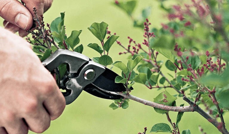 Get your green thumb blooming with Gardening Tips For Beginners