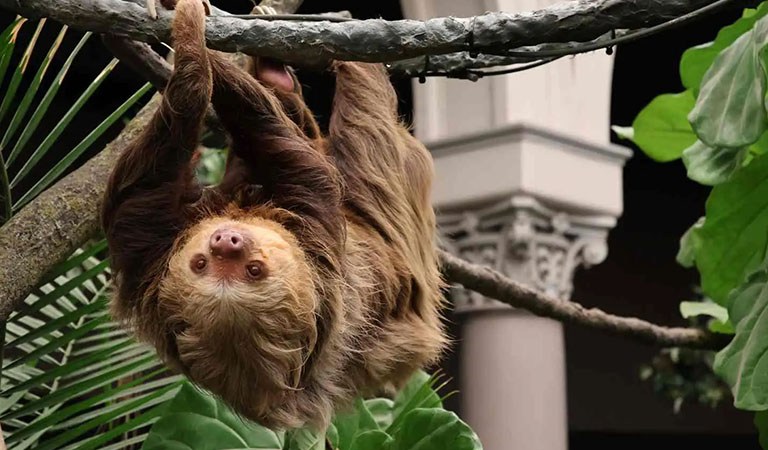 St. Louis Unveiled: Pam Hupp Trial Delayed, Political Chaos, and Zoo’s Sloth Sensation: This Week Now in St. Louis and Missouri