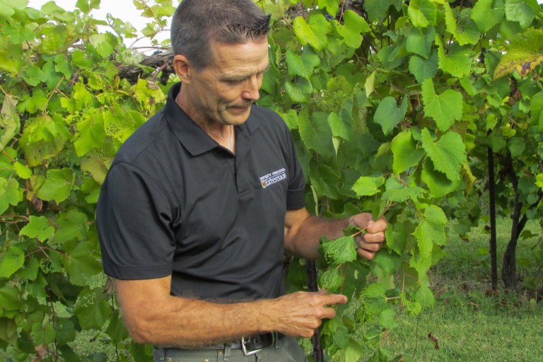 Burned before by ‘pesticide drift,’ vineyard owners enter growing season bracing for the worst 