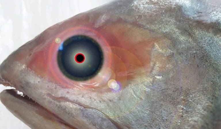 From HCMC Cash to Lake Superior Zombie Fish: Minneapolis and St. Paul’s Week In Review