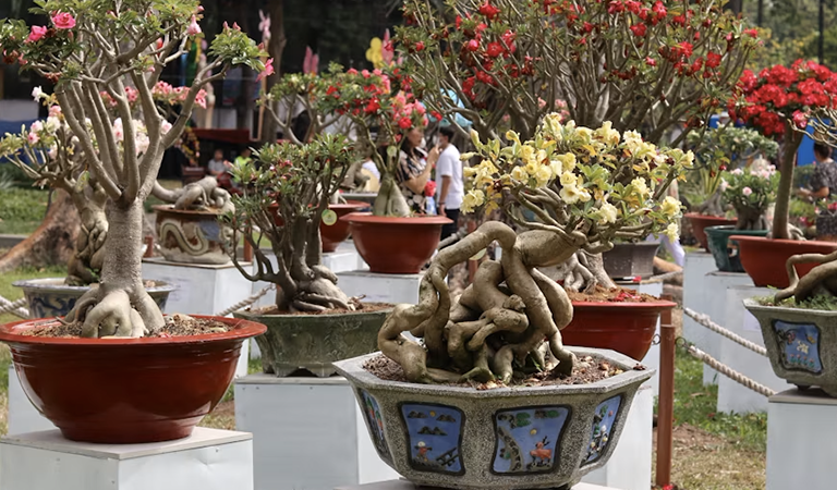 Things To Do In The Twin Cities: Celebrate Mom in Minneapolis: Bonsai Shows, Brunch Cruises, and Art Fairs for Mother’s Day 2026″